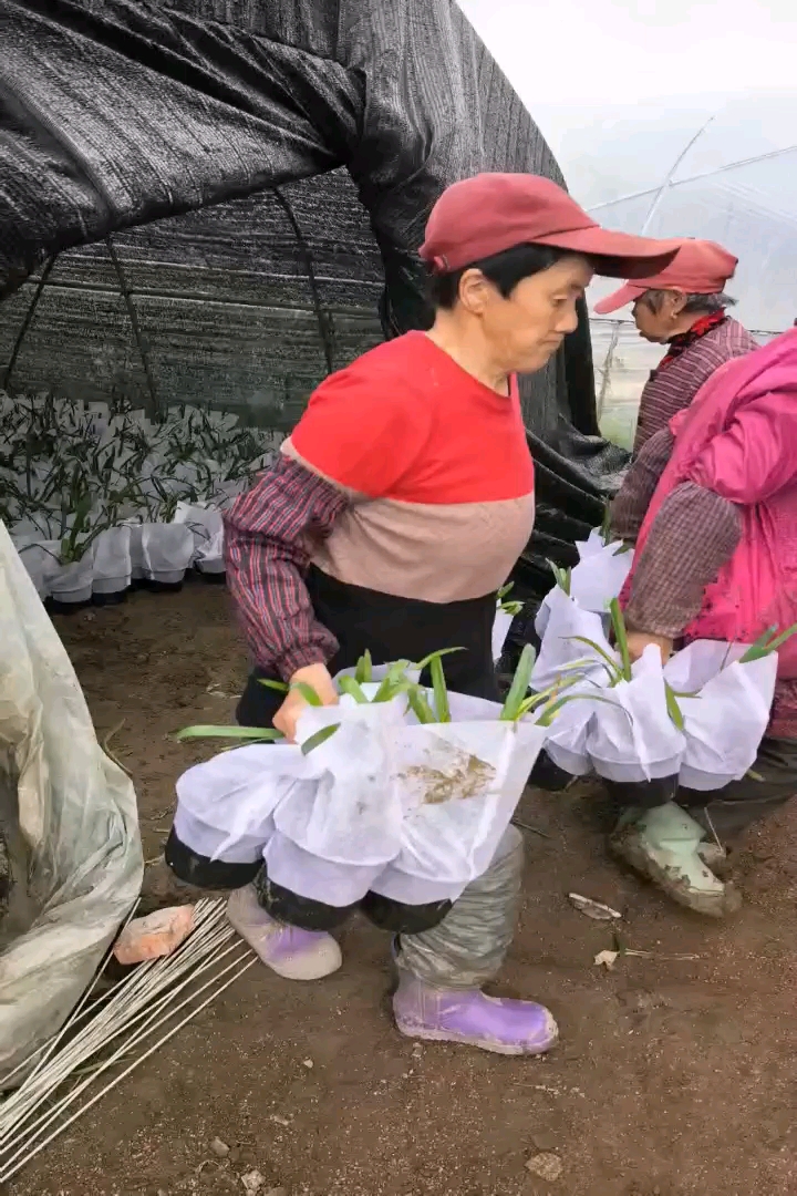 高度25厘米百子莲