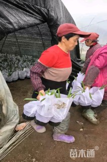 高度25厘米百子莲
