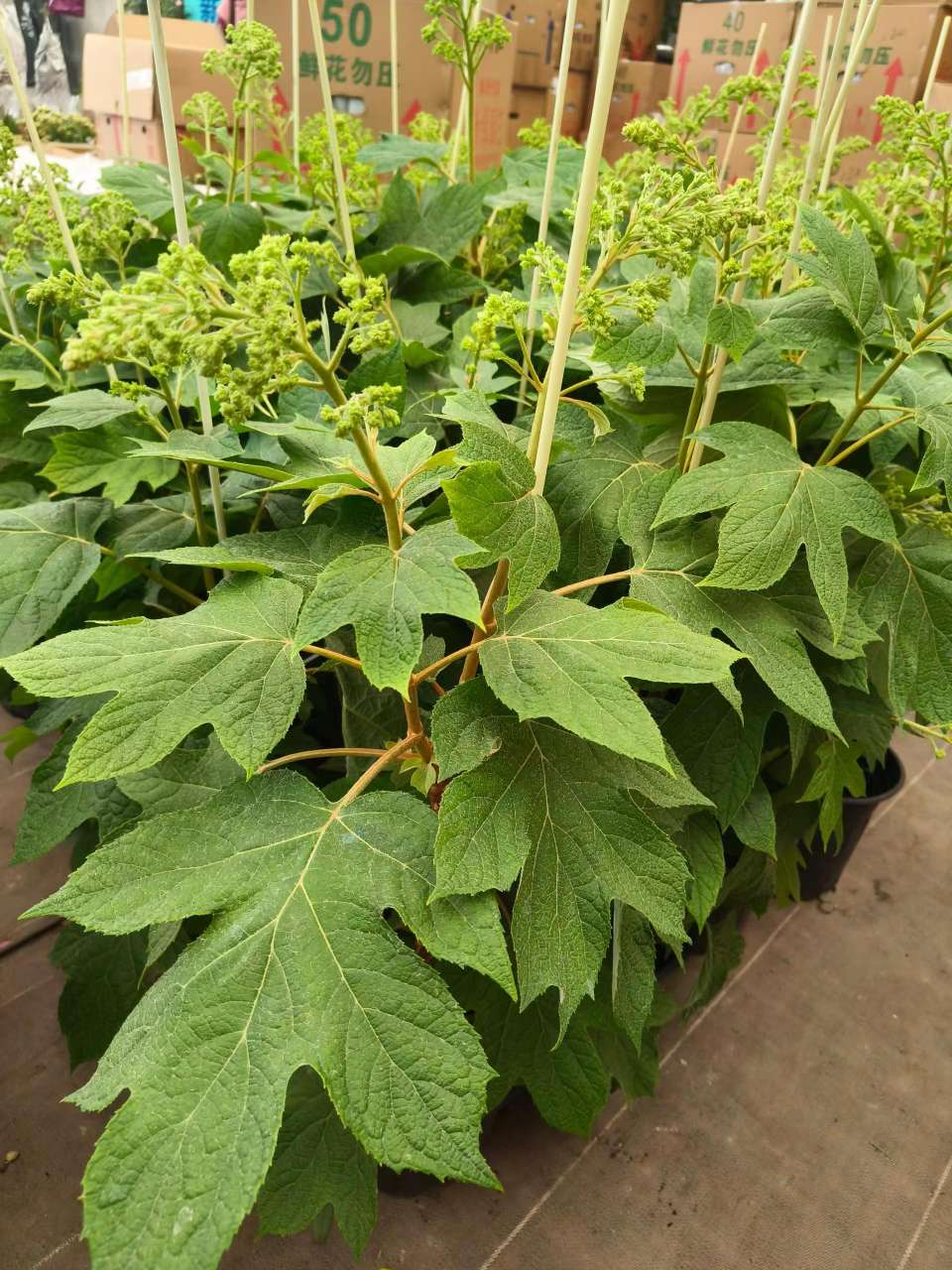 高度80厘米绣球