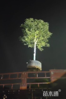 20公分香樟
