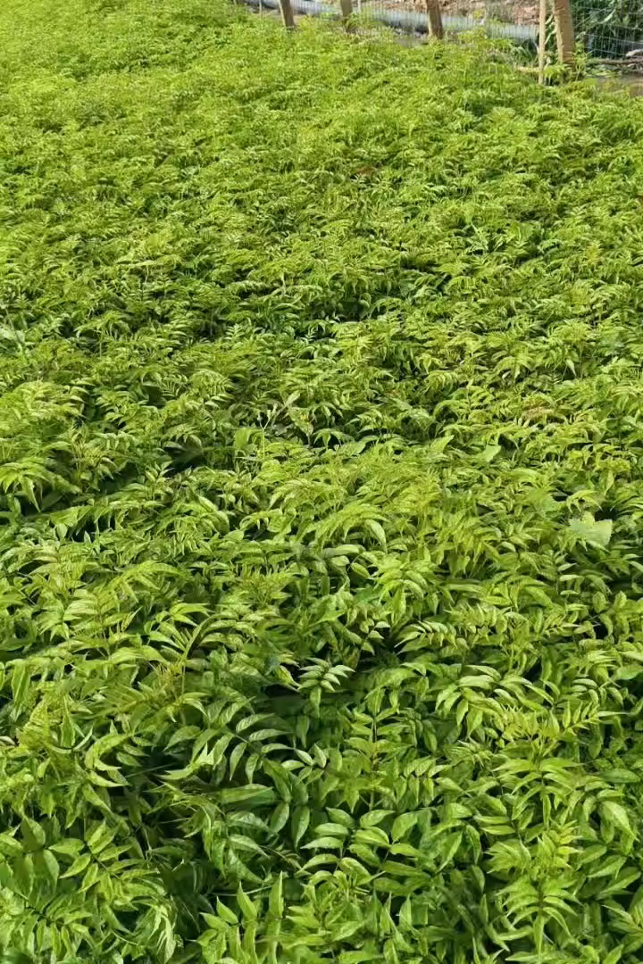 40厘米凌霄