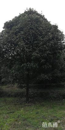 15公分桂花