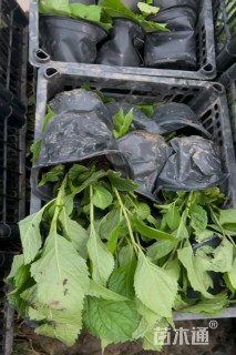 高度40厘米绣球