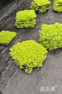 佛甲草