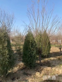 高度180厘米侧柏