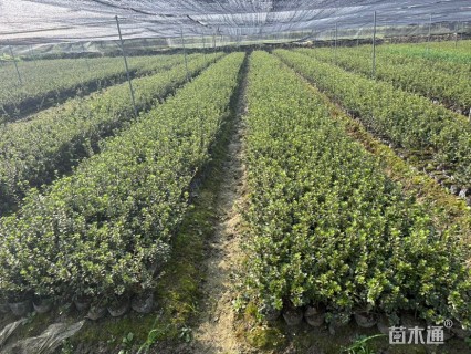 高度25厘米夏鹃
