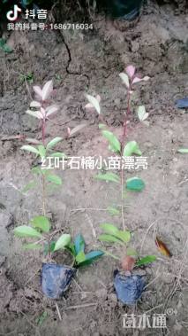 高度40厘米红叶石楠小苗
