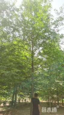 18公分美国红枫