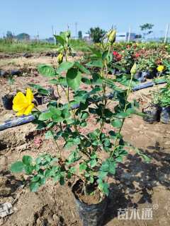 高度40厘米品种月季