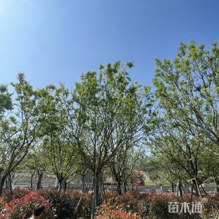 22公分朴树