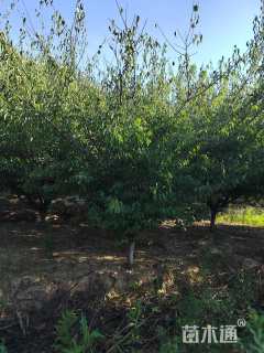 12公分骨里红梅