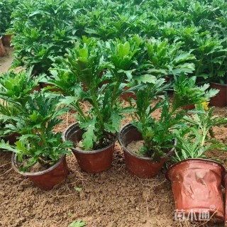 高度20厘米木春菊