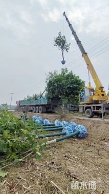 12公分法桐