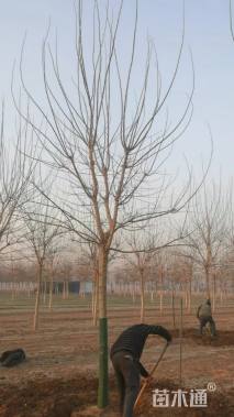 12公分金叶糖槭