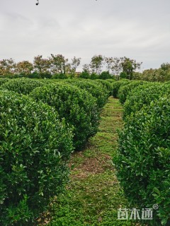 冠幅220厘米大叶黄杨球