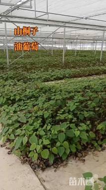 0.3公分山桐子