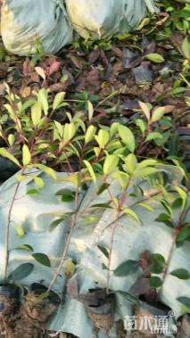 高度50厘米红叶石楠小苗