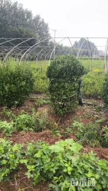 冠幅150厘米卫矛球