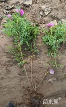 高度60厘米玫瑰