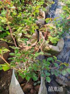 高度35厘米丰花月季