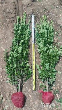 高度120厘米北海道黄杨