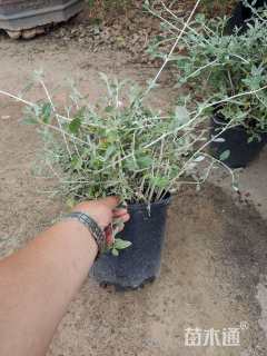 高度25厘米水果兰球