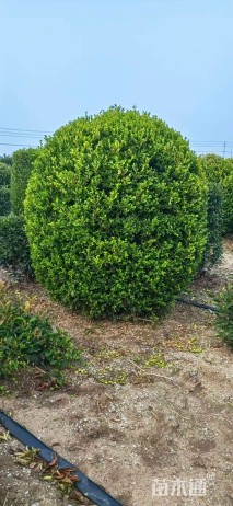 冠幅150厘米瓜子黄杨球