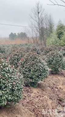 冠幅100厘米红叶石楠球