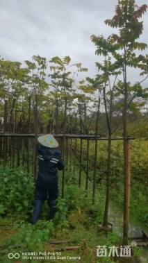 5公分麻楝
