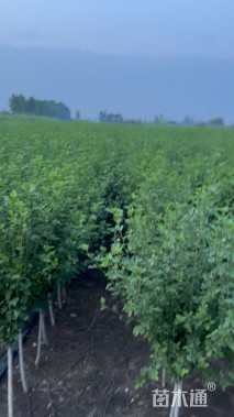 高度150厘米木槿