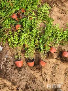 高度30厘米金叶女贞