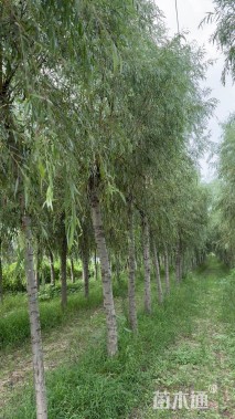 12公分金丝垂柳