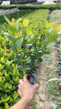 高度25厘米龙船花
