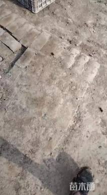 高度15厘米假龙头