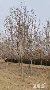 10公分红花玉兰