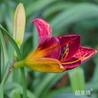 高度30厘米红宝石萱草