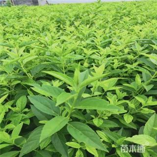 高度40厘米连翘小苗