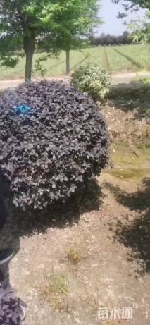 冠幅150厘米红花继木球