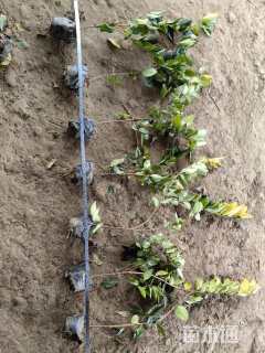 高度35厘米金森女贞