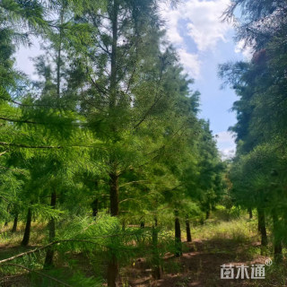 18公分池杉