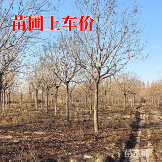 13公分北栾