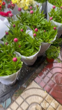高度40厘米蜡菊