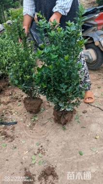 冠幅50厘米冬青球