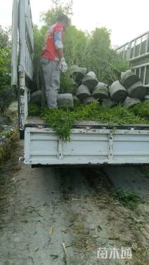 容器苗罗汉竹