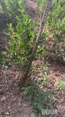 高度30厘米金森女贞