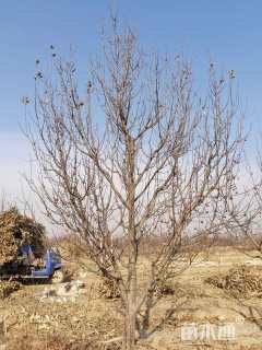 15公分八棱海棠