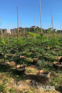 2公分南洋楹
