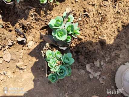 高度35厘米八宝景天