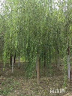 14公分金丝垂柳