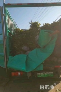 高度100厘米豆腐树